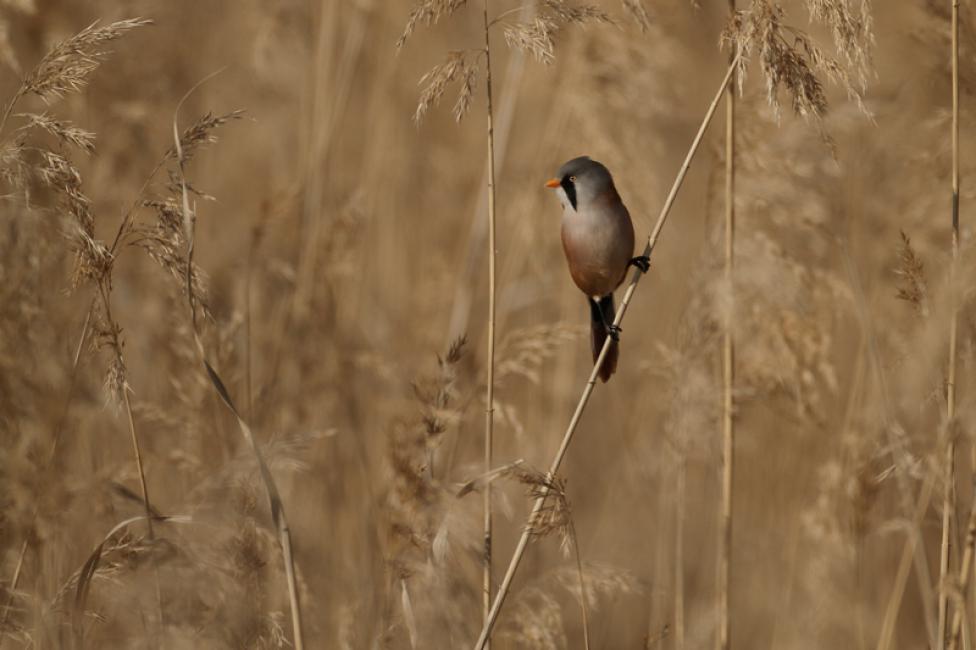 Imagen 17 de la galería de Otras aves (PDF)